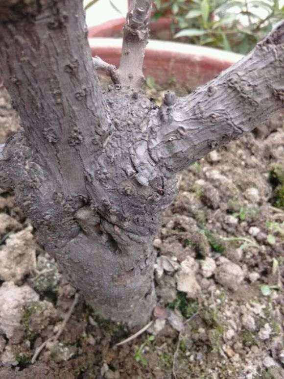 怎么知道腊梅下山桩是嫁接的 图片