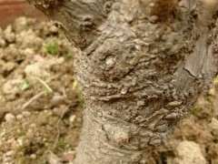 怎么知道腊梅下山桩是嫁接的 图片