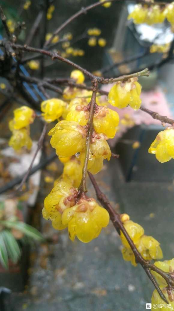 腊梅下山桩怎么样 栽了20多年 图片