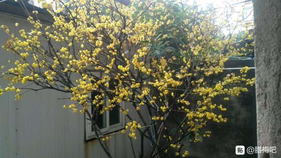 腊梅下山桩怎么样 栽了20多年 图片