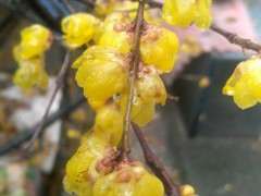 腊梅下山桩可以吗 栽了20多年 图片