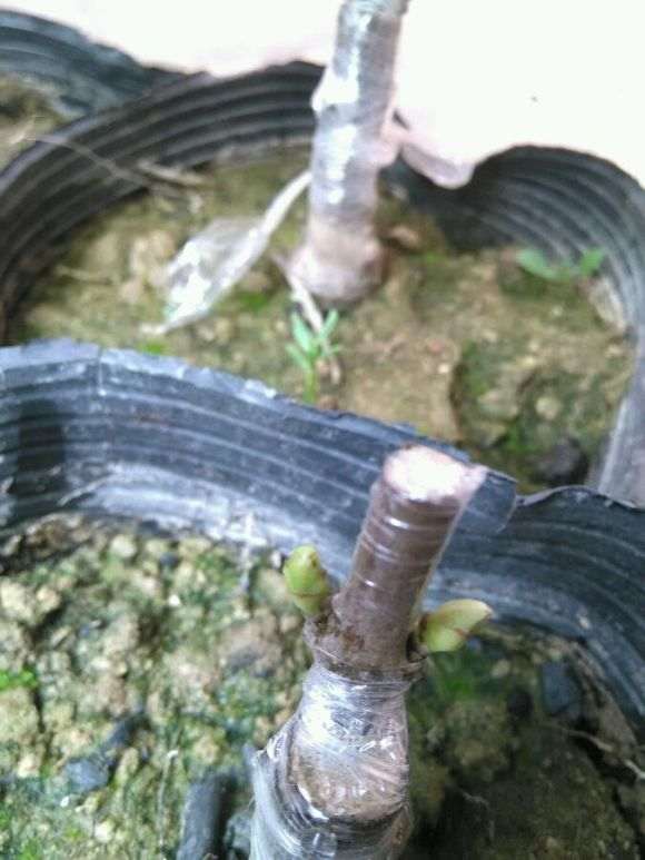 腊梅下山桩 何时嫁接 最好 图片