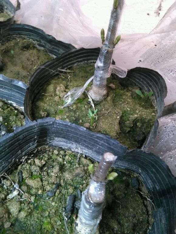 腊梅下山桩 何时嫁接 最好 图片
