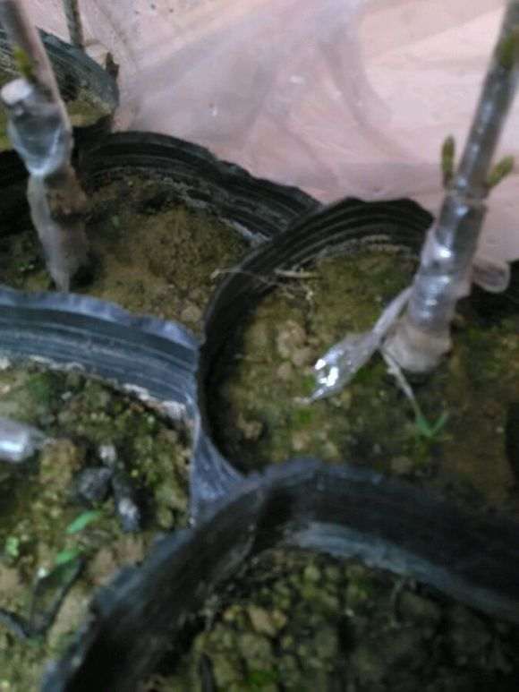 腊梅下山桩 何时嫁接 最好 图片