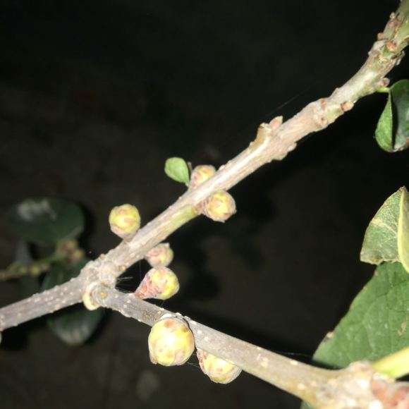 腊梅下山桩 这是要开花了吗 图片