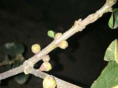 腊梅下山桩 这是要开花了吗 图片