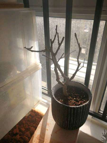 冬天怎么种腊梅下山桩的方法 图片