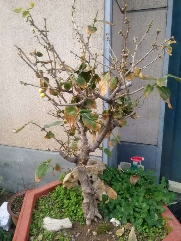 为什么不要让腊梅下山桩过早发芽 图片