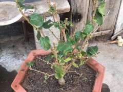 为什么不要让腊梅下山桩过早发芽 图片