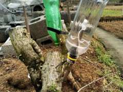 腊梅下山桩什么时候截枝最好 图片