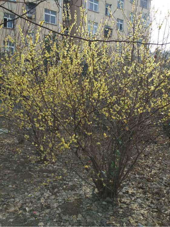 小区绿化的丛生腊梅下山桩 怎么样 图片