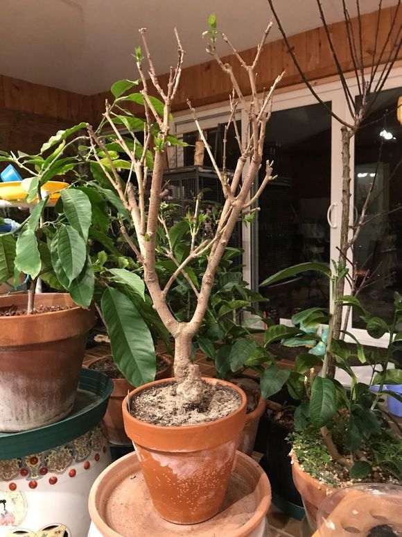 腊梅下山桩的新根是什么色 图片