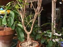 腊梅下山桩的盆太小 影响生长吗 图片