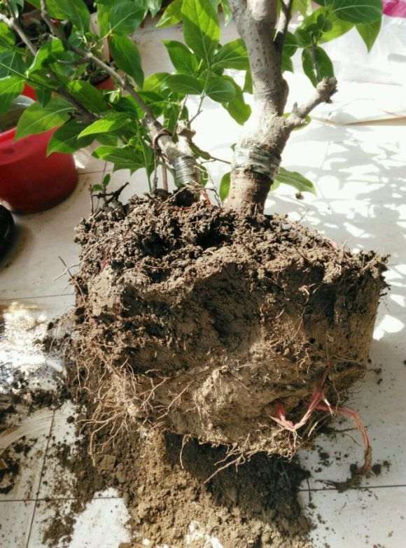 为什么花市买回盆栽腊梅下山桩 容易死