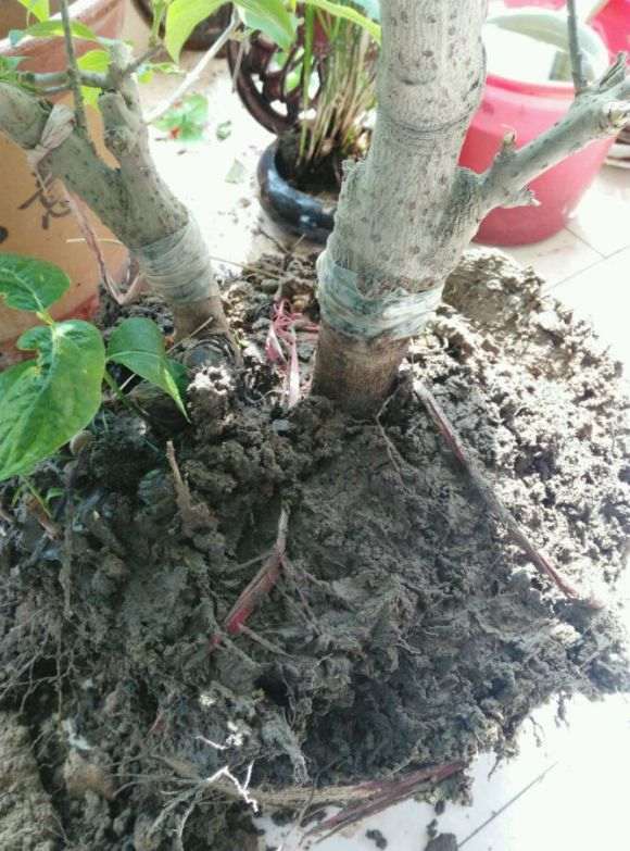 为什么花市买回盆栽腊梅下山桩 容易死