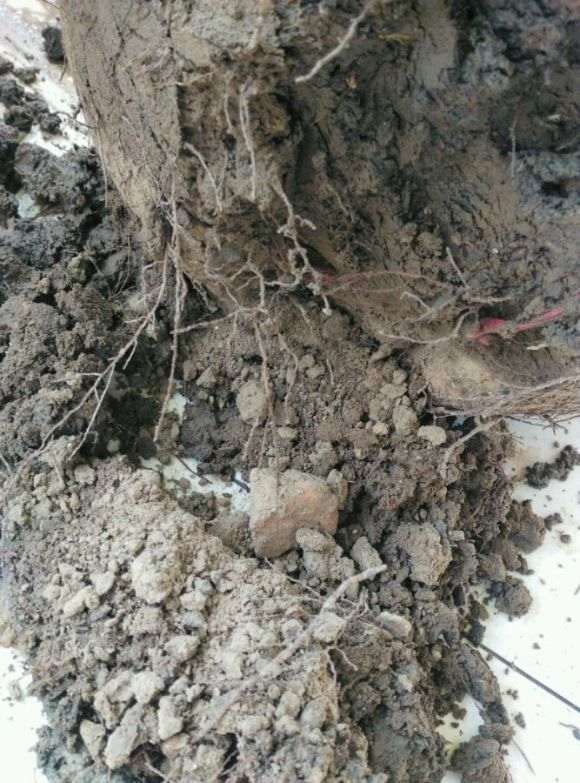 为什么花市买回盆栽腊梅下山桩 容易死