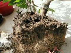 为什么花市买回盆栽腊梅下山桩 容易死