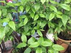 腊梅下山桩新叶子有泛黄和卷叶 怎么办