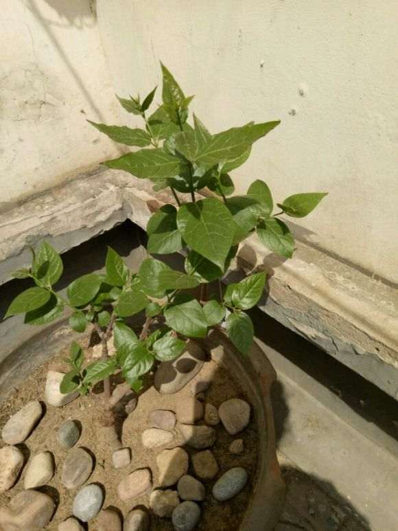 腊梅下山桩土团没有完全融合 怎么办 图片