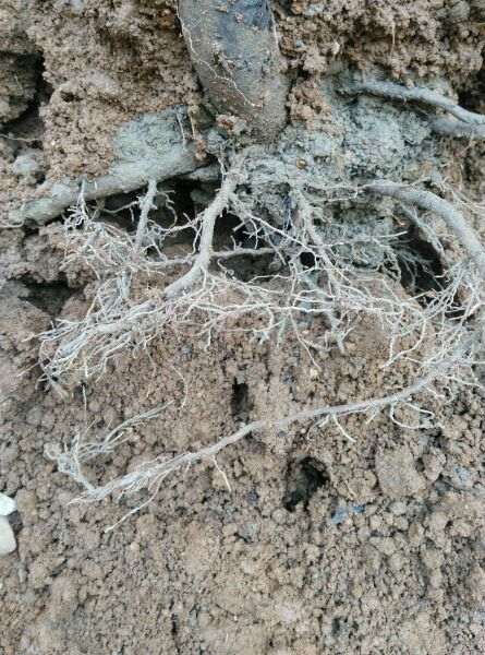 腊梅下山桩怎么上盆配土的方法 图片