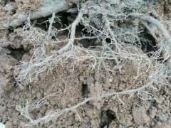 腊梅下山桩怎么上盆配土的方法 图片