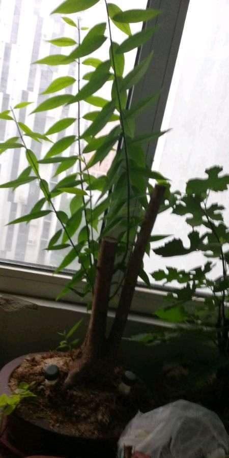 腊梅下山桩吗 怎么这么贪长 图片