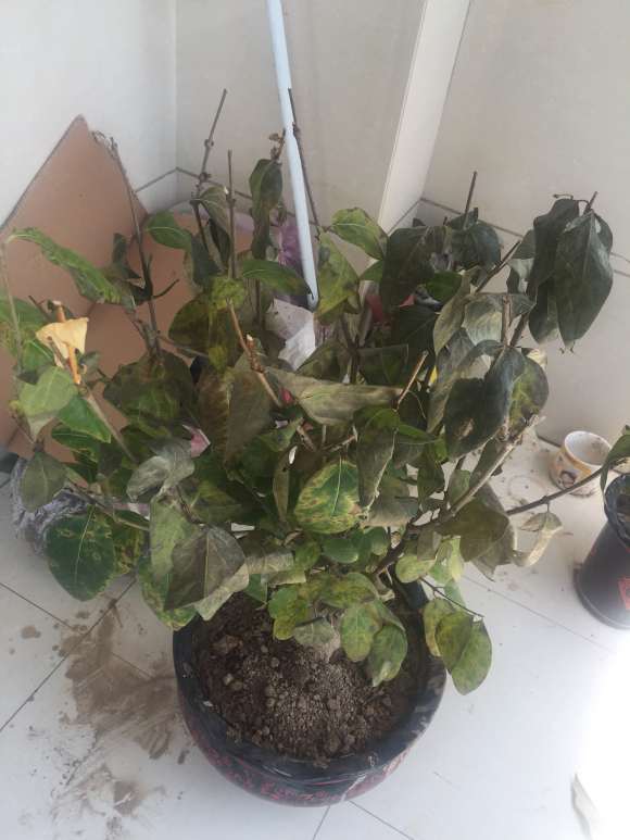 网上买的腊梅下山桩1星期 就这个样子了