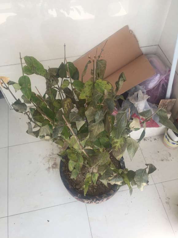 网上买的腊梅下山桩1星期 就这个样子了