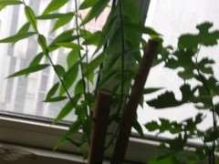 腊梅下山桩吗 怎么这么贪长 图片