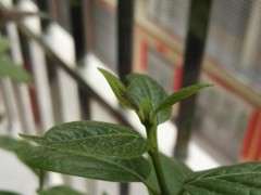 腊梅下山桩叶子变成这样 浇水过勤吗 图片