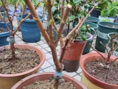 腊梅下山桩芽有点少 怎么办 图片