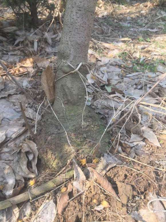 为什么腊梅下山桩基部会长出大疙瘩 图片