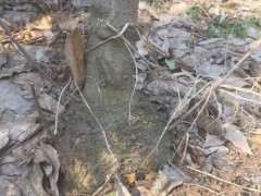 为什么腊梅下山桩基部会长出大疙瘩 图片