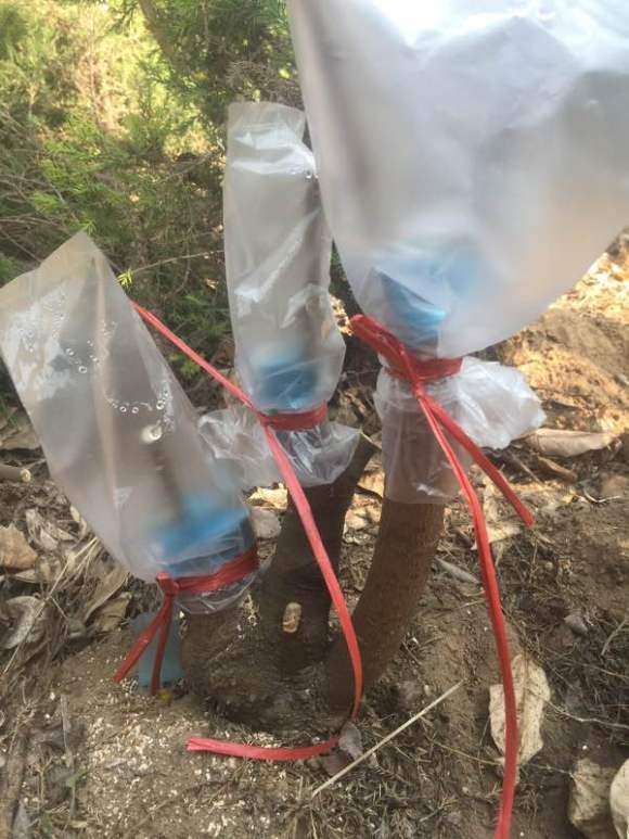 腊梅下山桩怎么都停止生长了 图片