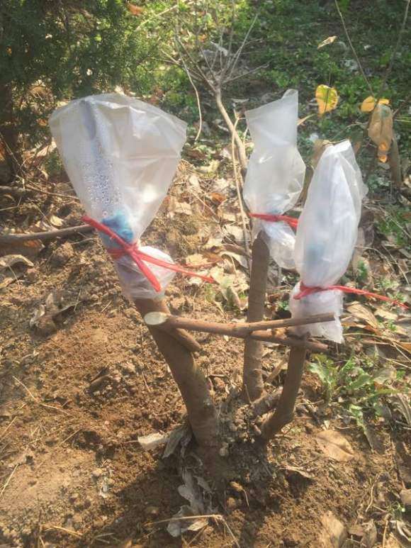 腊梅下山桩怎么都停止生长了 图片