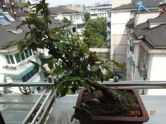 腊梅下山桩出现焦叶 怎么办 图片