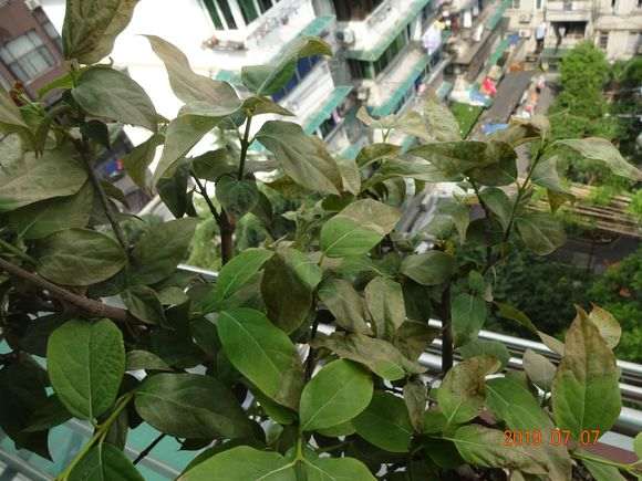 腊梅下山桩出现焦叶 怎么办 图片