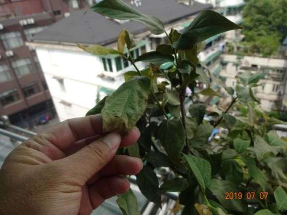 腊梅下山桩出现焦叶 怎么办 图片