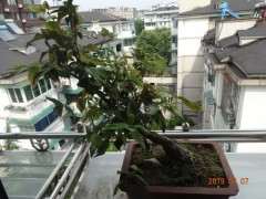 腊梅下山桩出现焦叶 怎么办 图片