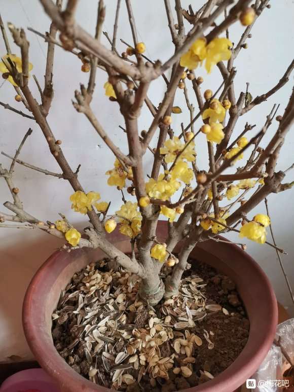 这腊梅下山桩怎么样 150元 如何 图片