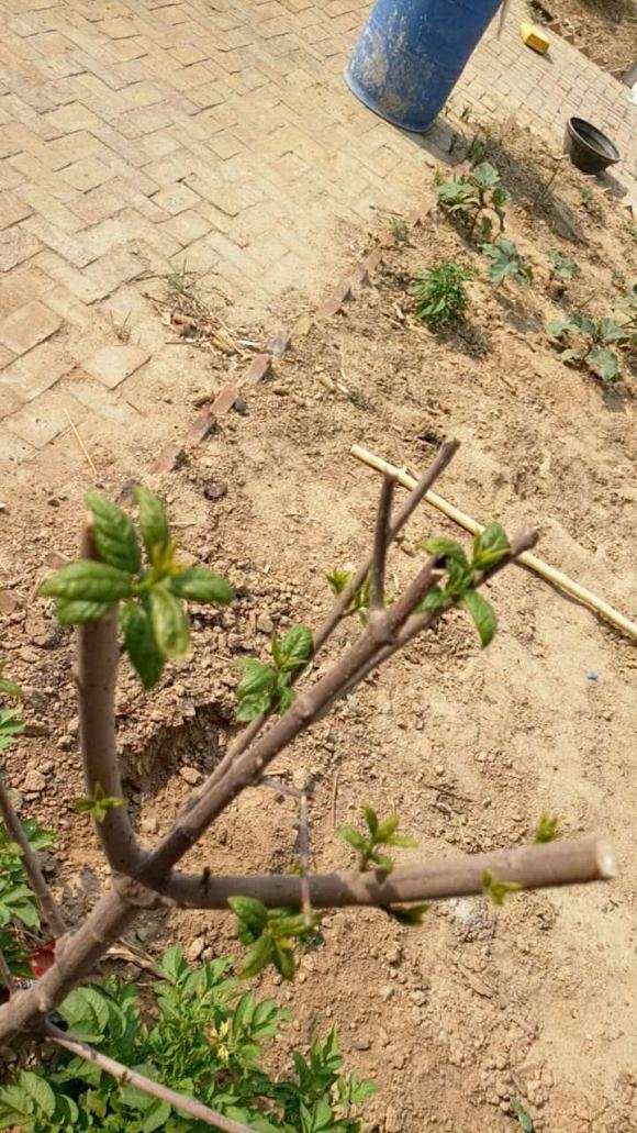 为什么腊梅下山桩叶子长的特别慢 图片