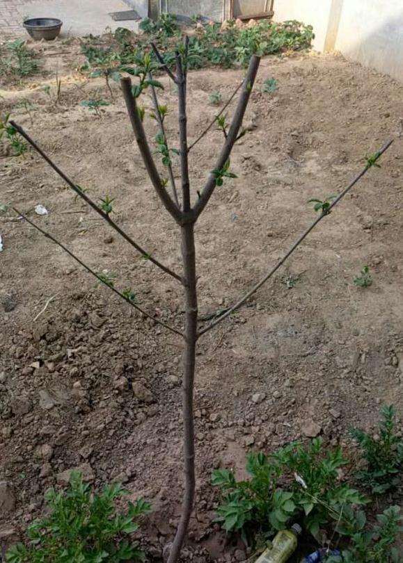 为什么腊梅下山桩叶子长的特别慢 图片