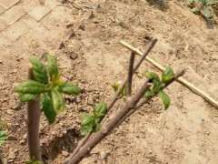 为什么腊梅下山桩叶子长的特别慢 图片