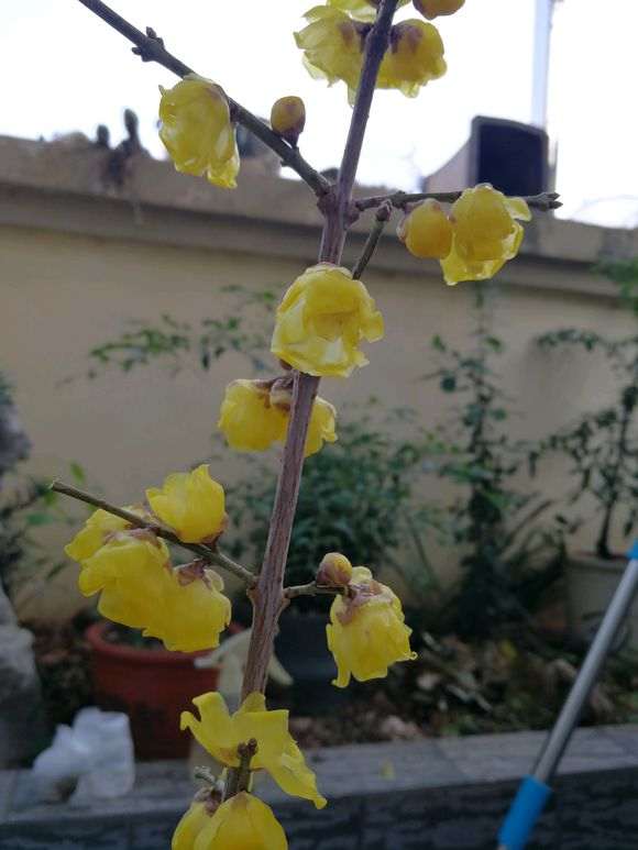 我家腊梅下山桩这是什么品种 图片
