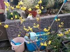 我家腊梅下山桩这是什么品种 图片