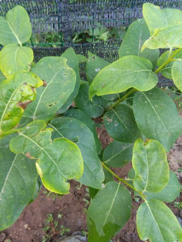 腊梅下山桩什么时候移栽成活率最高