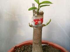 腊梅下山桩硬枝怎么嫁接的方法 图片