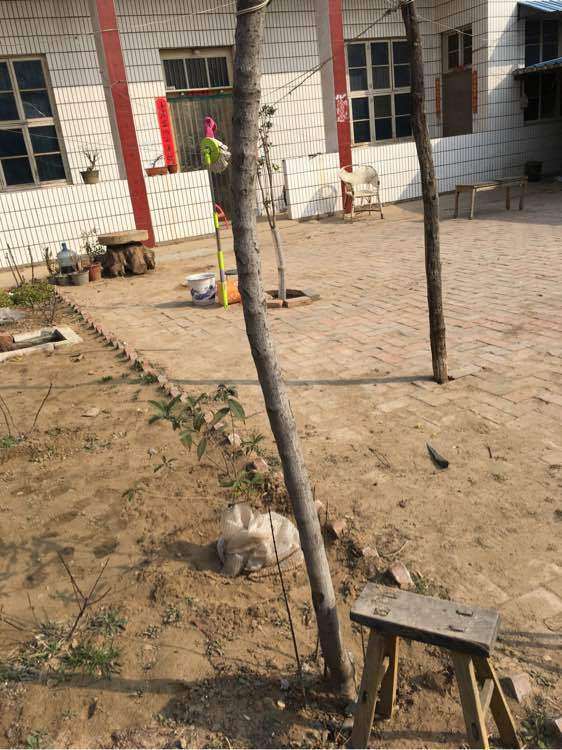 腊梅下山桩树干太高怎么办 图片