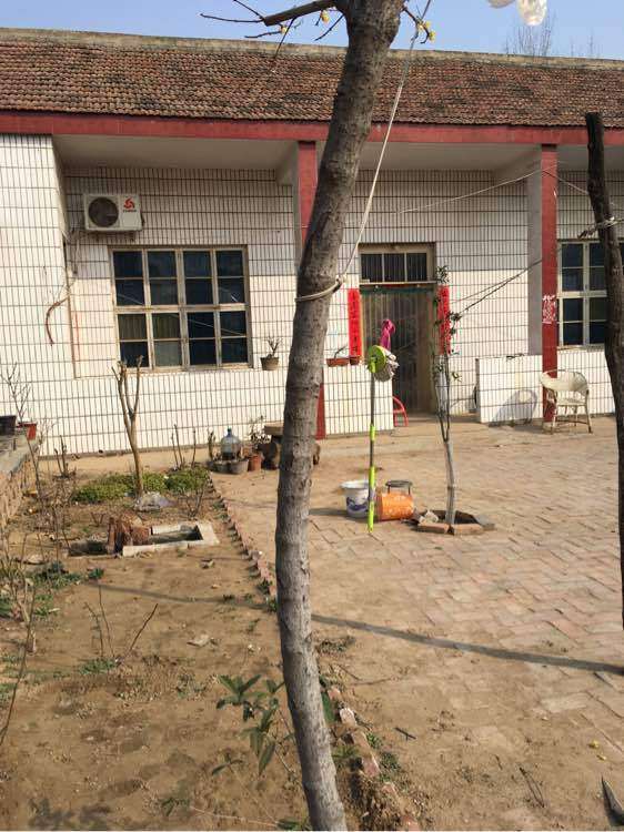 腊梅下山桩树干太高怎么办 图片