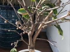 封闭阳台怎么养护腊梅下山桩 图片